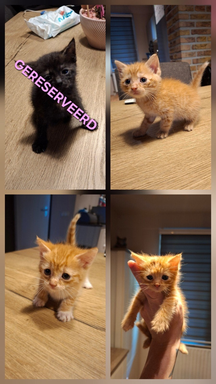 4 Super schattige kittens Te koop, Meerdere dieren, Kortharig, 0 tot 2 jaar