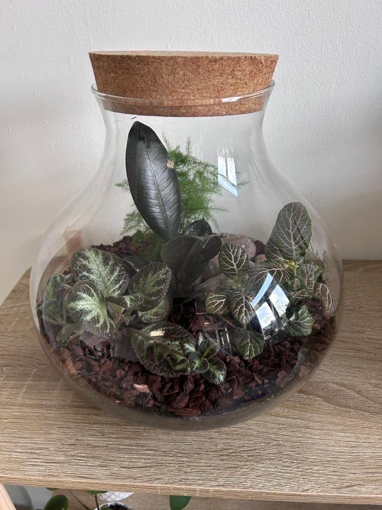 Moederdagtip! Ecosysteem met vier plantjes, Ophalen, Halfschaduw, Minder dan 100 cm