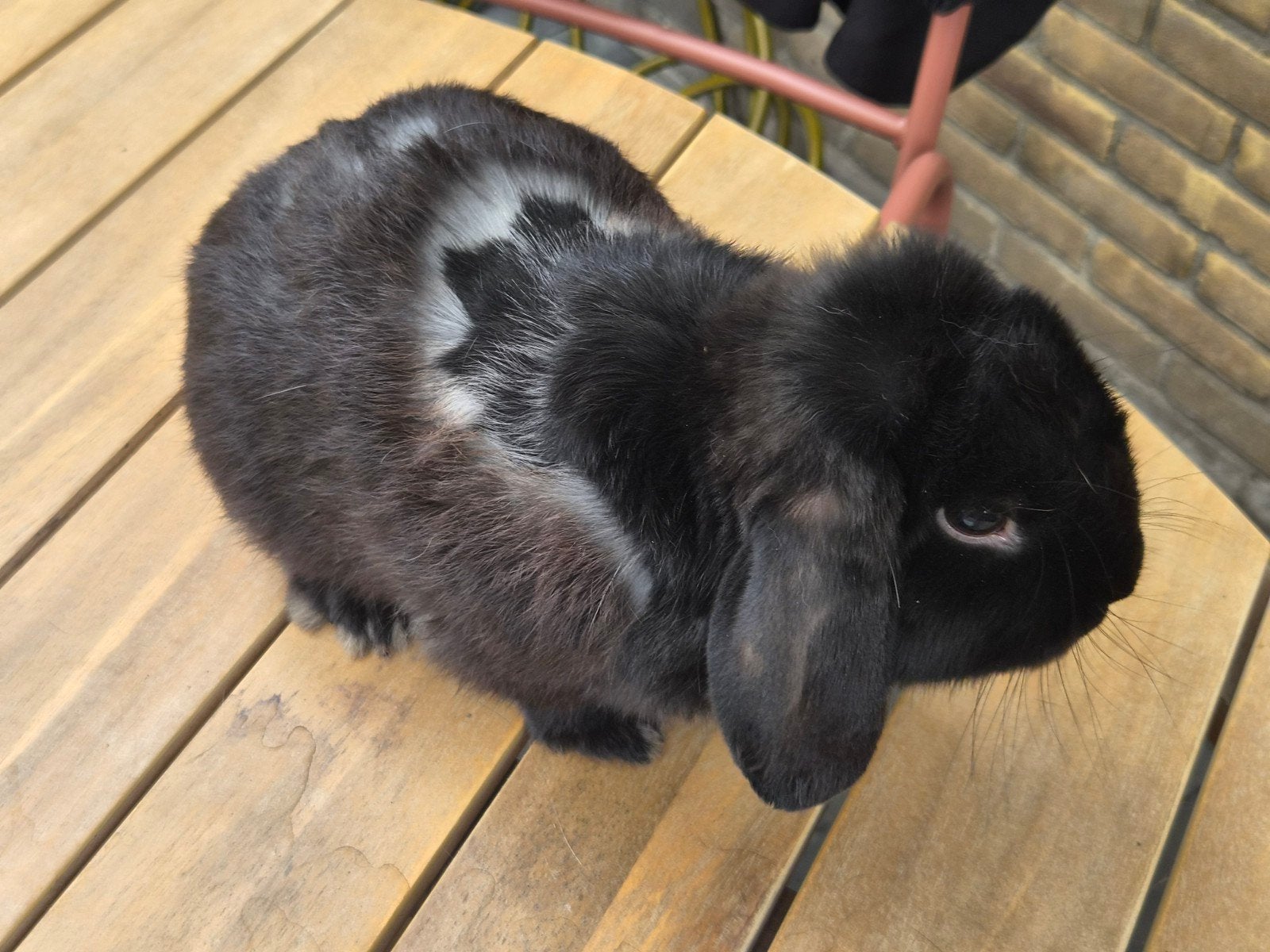 Hangoor zwart ram, Mannelijk, Hangoor, 0 tot 2 jaar