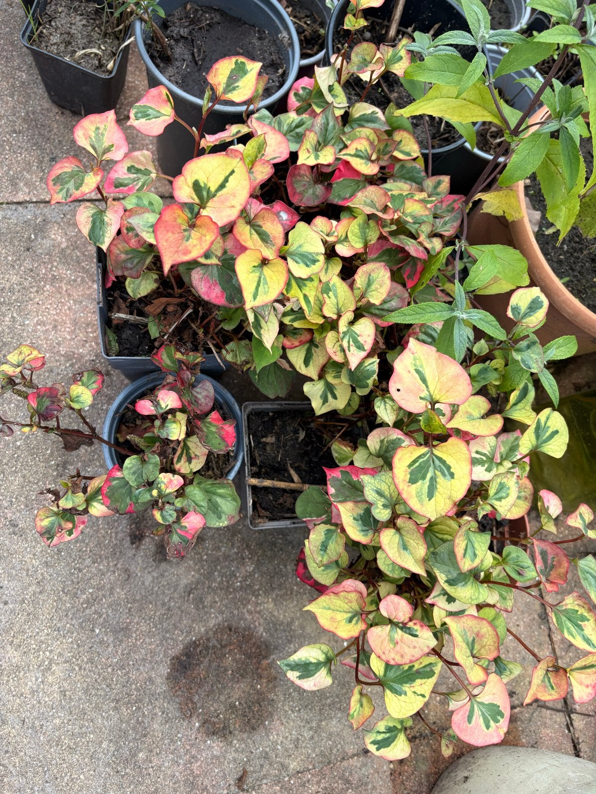 6x Bonte Houttuynia (Houttuynia cordata 'Chameleon'), Tuin en Terras, Ophalen, Bodembedekkers, Vaste plant, Halfschaduw