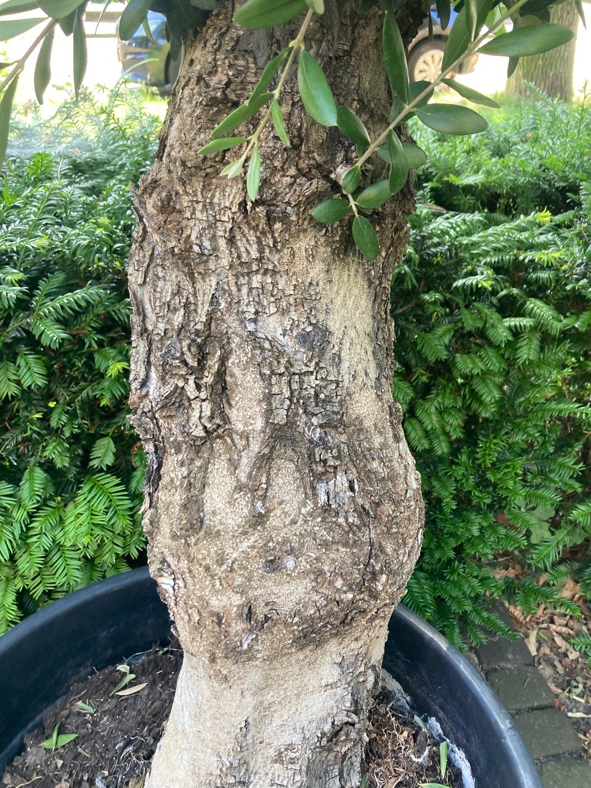 Prachtige Olijfboom in pot - Mediterrane sfeer, Ophalen of Verzenden, Lente, 100 tot 250 cm, Olijfboom
