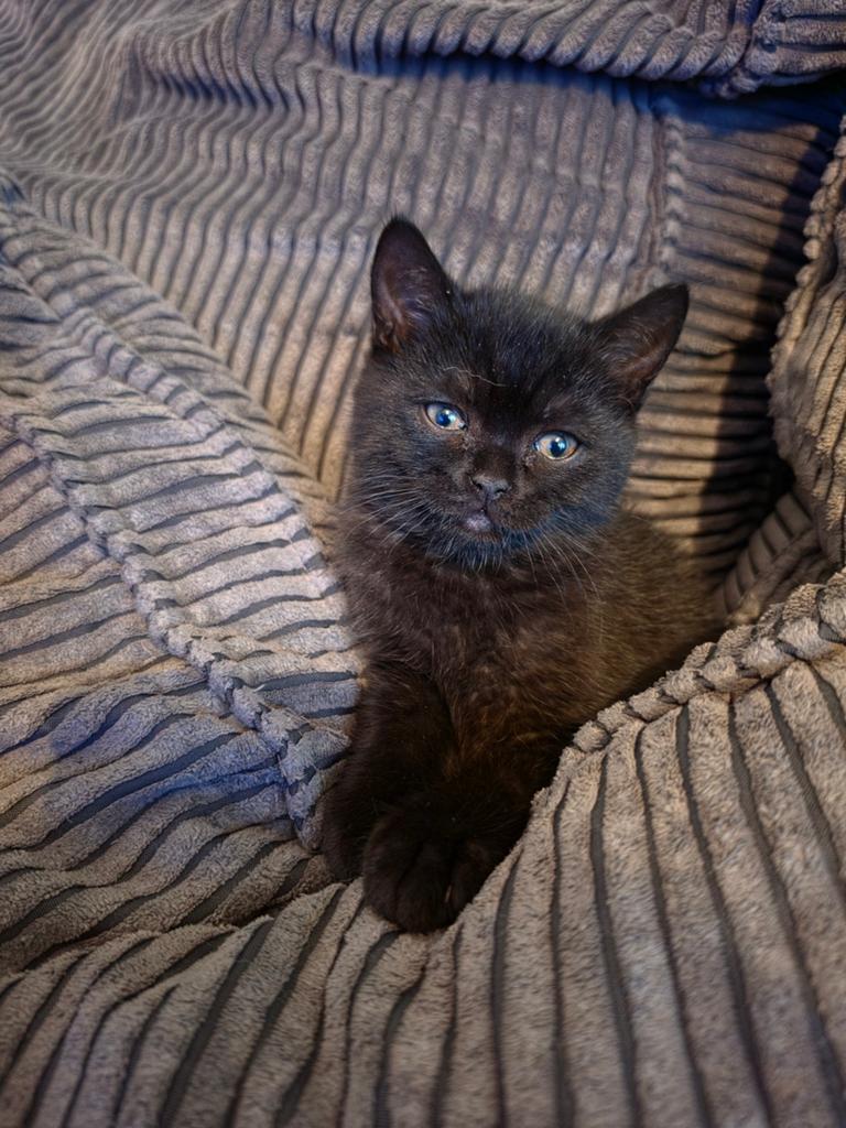 Britse Korthaar kittens, Kater, Ontwormd