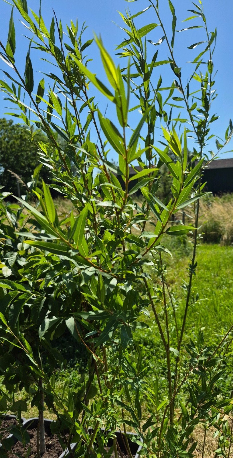 Amandelwilg /salix triandra,  190-200 cm, kweekpot, Ophalen, Overige soorten, Struik, 100 tot 250 cm