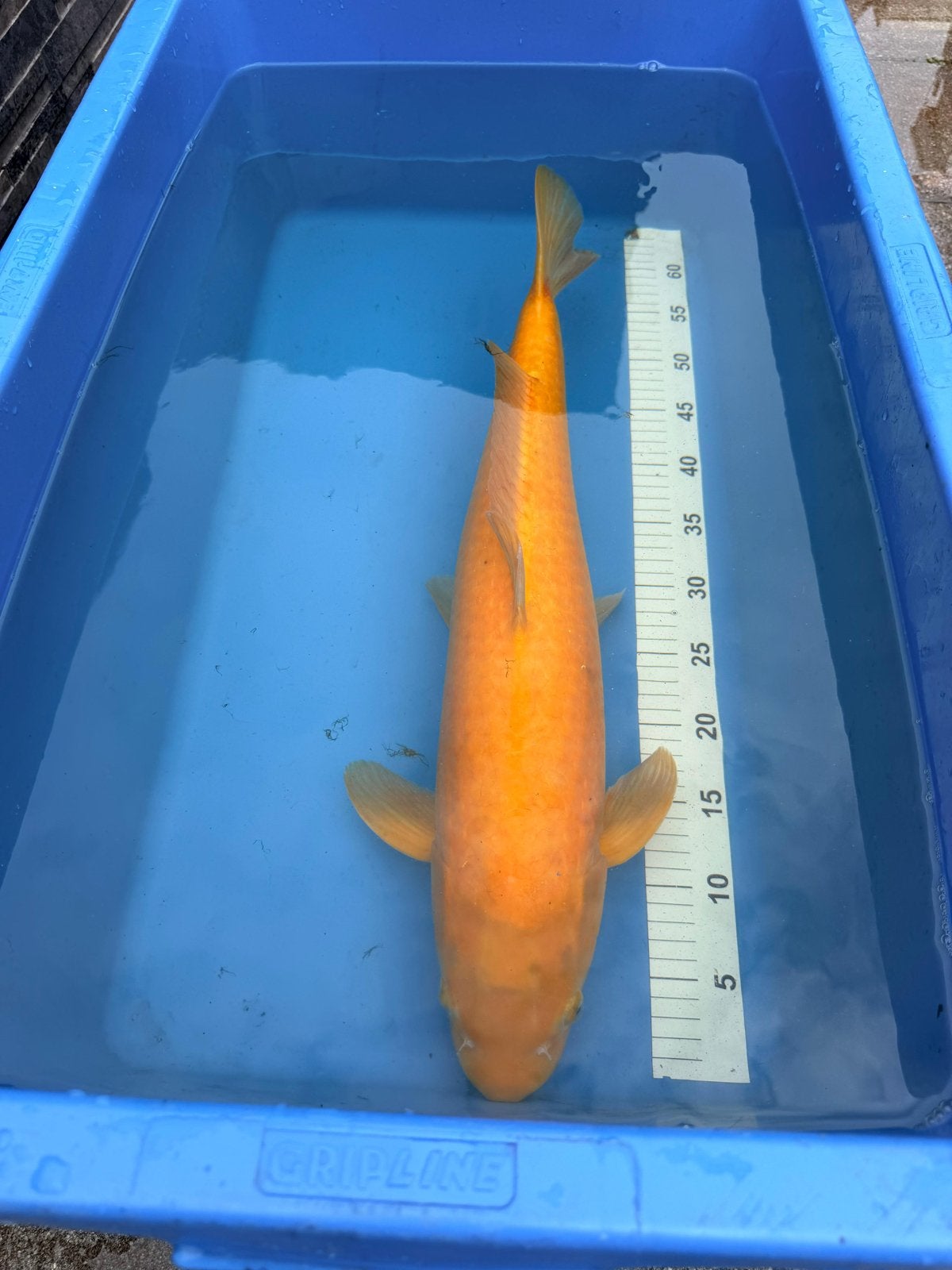 Yamabuki koi’s te koop, Dieren en Toebehoren, Vissen | Vijvervissen, Karper of Koi