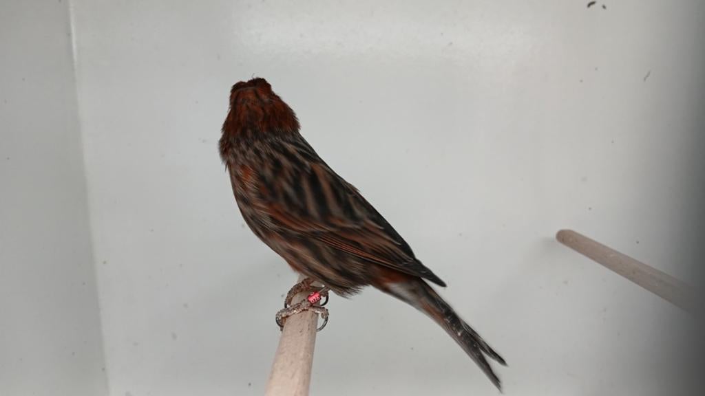 Zwart rood mannen te koop, Dieren en Toebehoren, Vogels | Kanaries, Mannelijk, Kleurkanarie