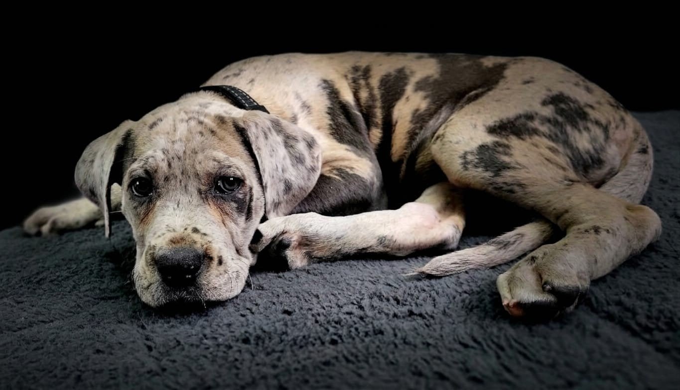 Lieve Cane Corso x American Bully pup (15 wk) zoekt een fijn, 15 weken tot 1 jaar, Teef, Groot, Eén hond