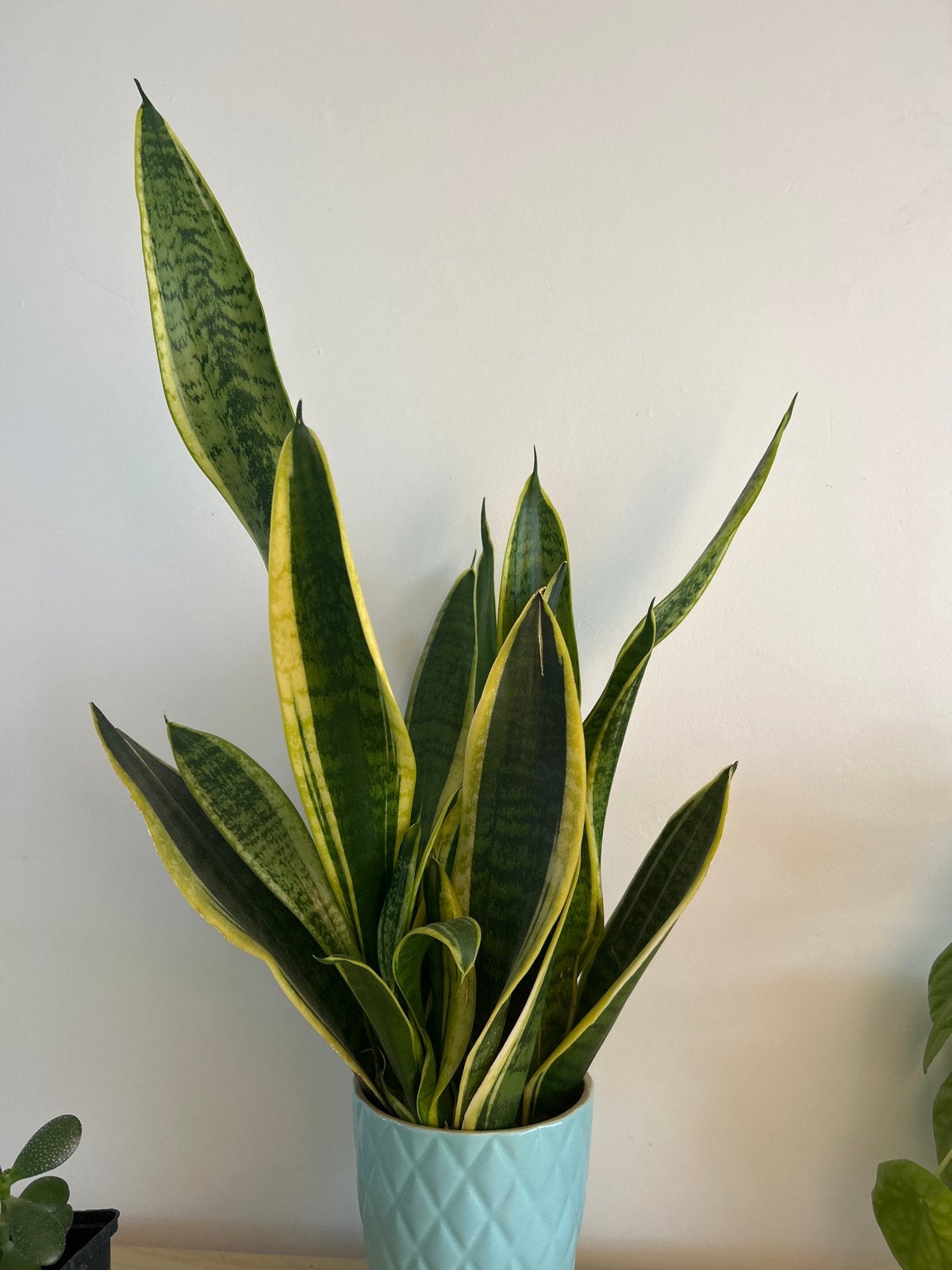 Sansevieria (Vrouwentong) in blauwe pot, Ophalen, Overige soorten, Halfschaduw, In pot