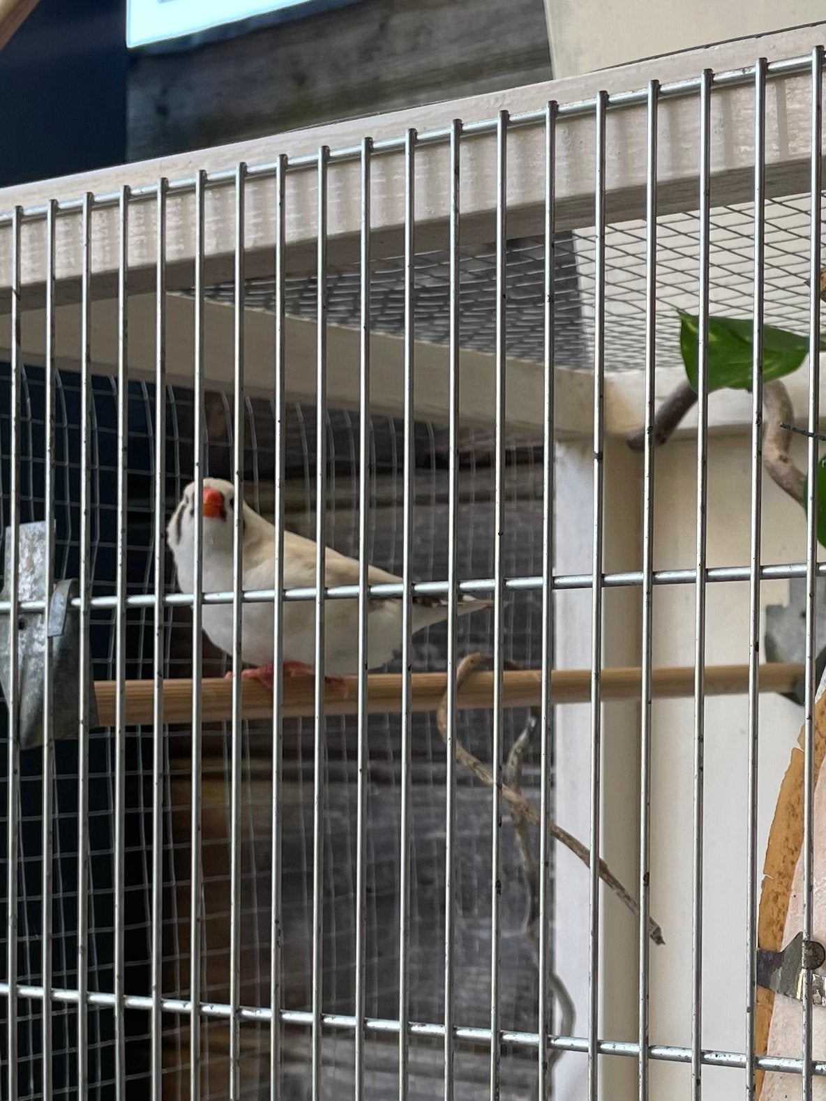 Zebravink pop, Dieren en Toebehoren, Vrouwelijk, Tropenvogel, Geringd