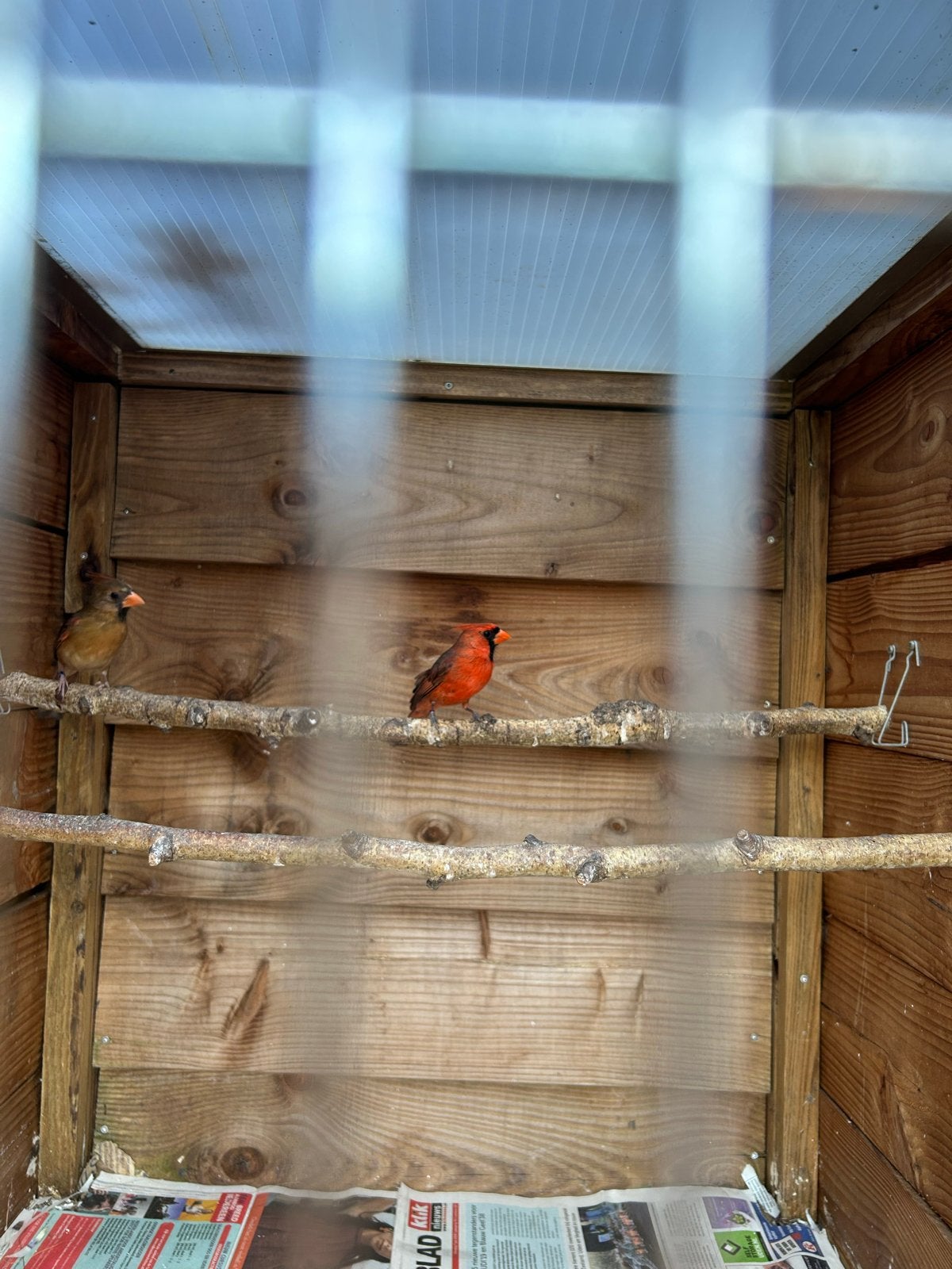 Kweekkoppel rode kardinalen, Dieren en Toebehoren, Vogels | Overige Vogels, Meerdere dieren
