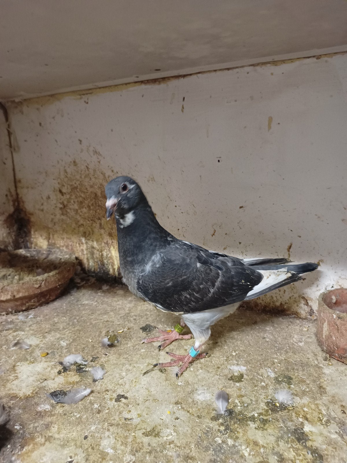 Jonge duiven te koop, Dieren en Toebehoren, Vogels | Duiven
