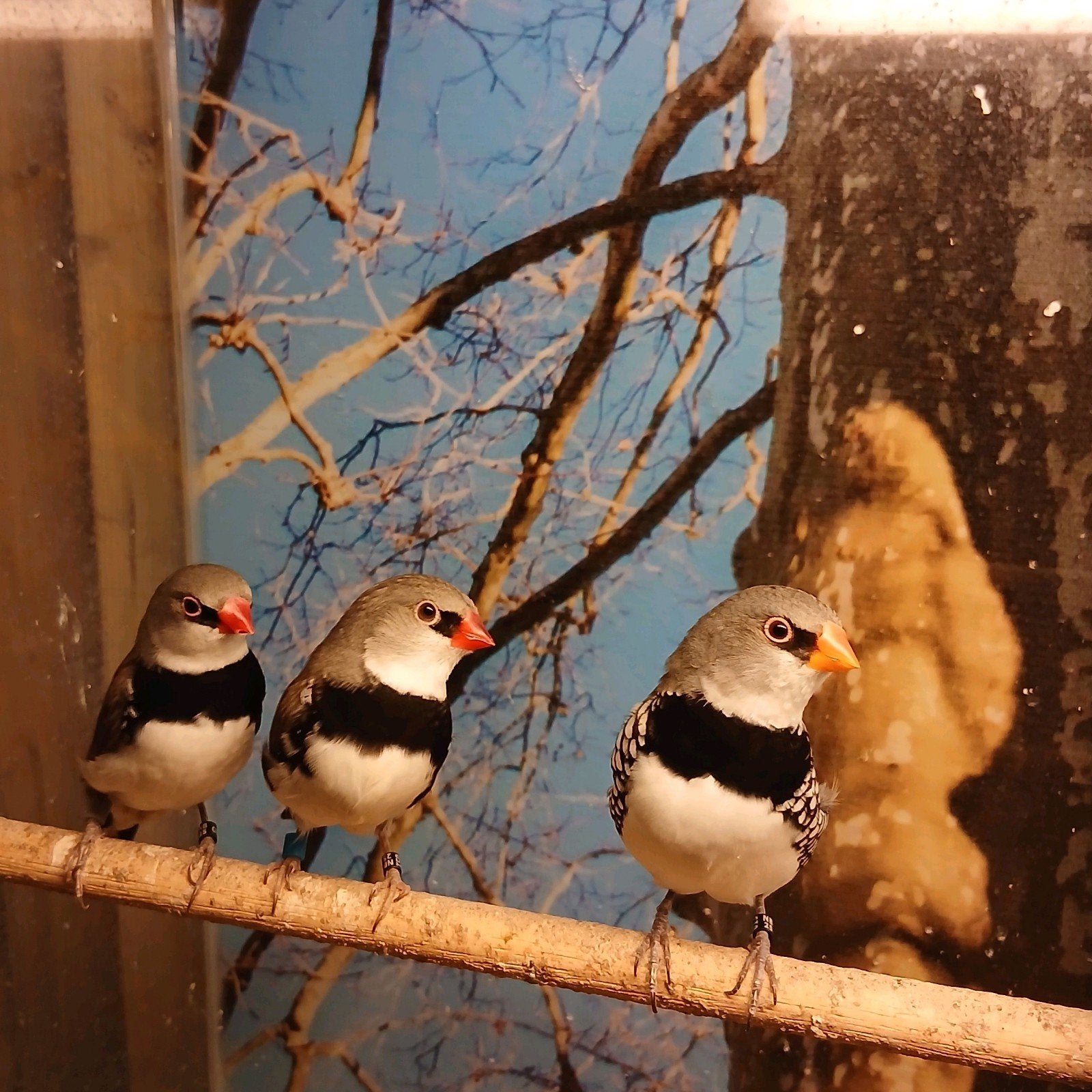 trio diamantvinken, Meerdere dieren