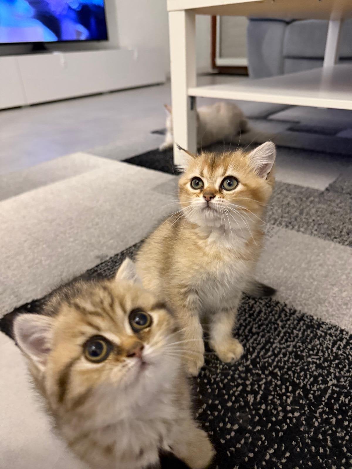 Britse korthaar kittens nog maar 1 over!! Special edition, Meerdere dieren, Ontwormd