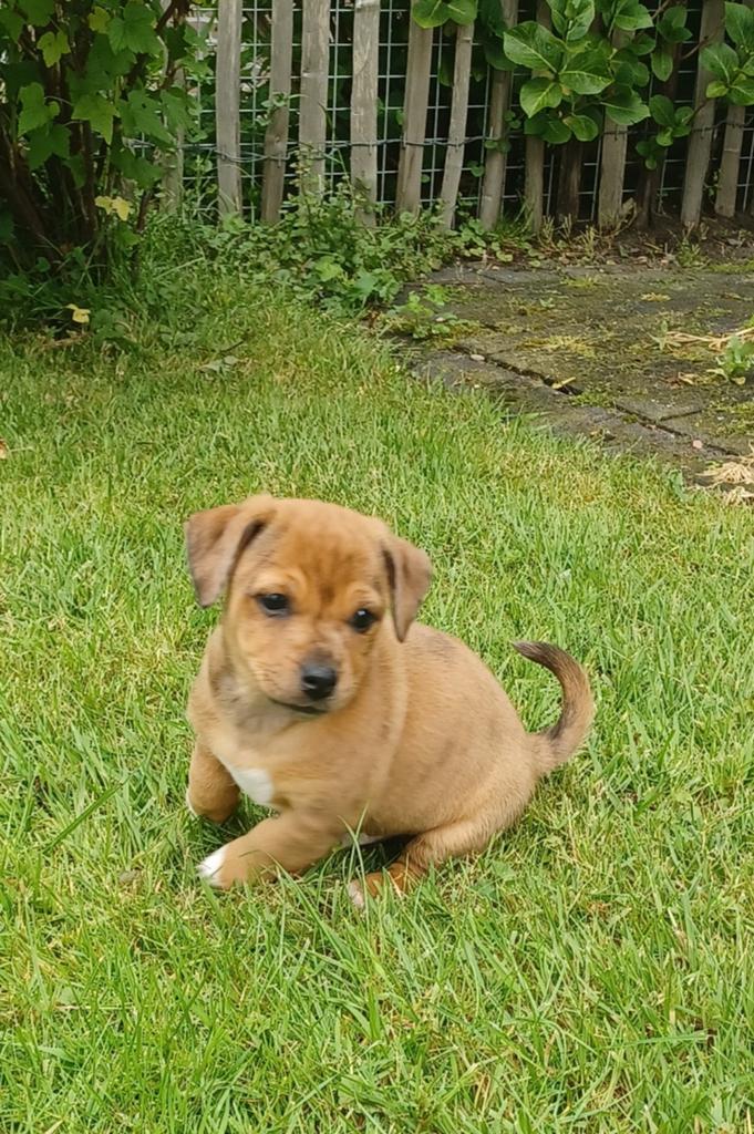 Jack Russel pups, Dieren en Toebehoren, Honden | Jack Russells en Terriërs, Jack Russell Terriër, 8 tot 15 weken, Meerdere, Meerdere dieren