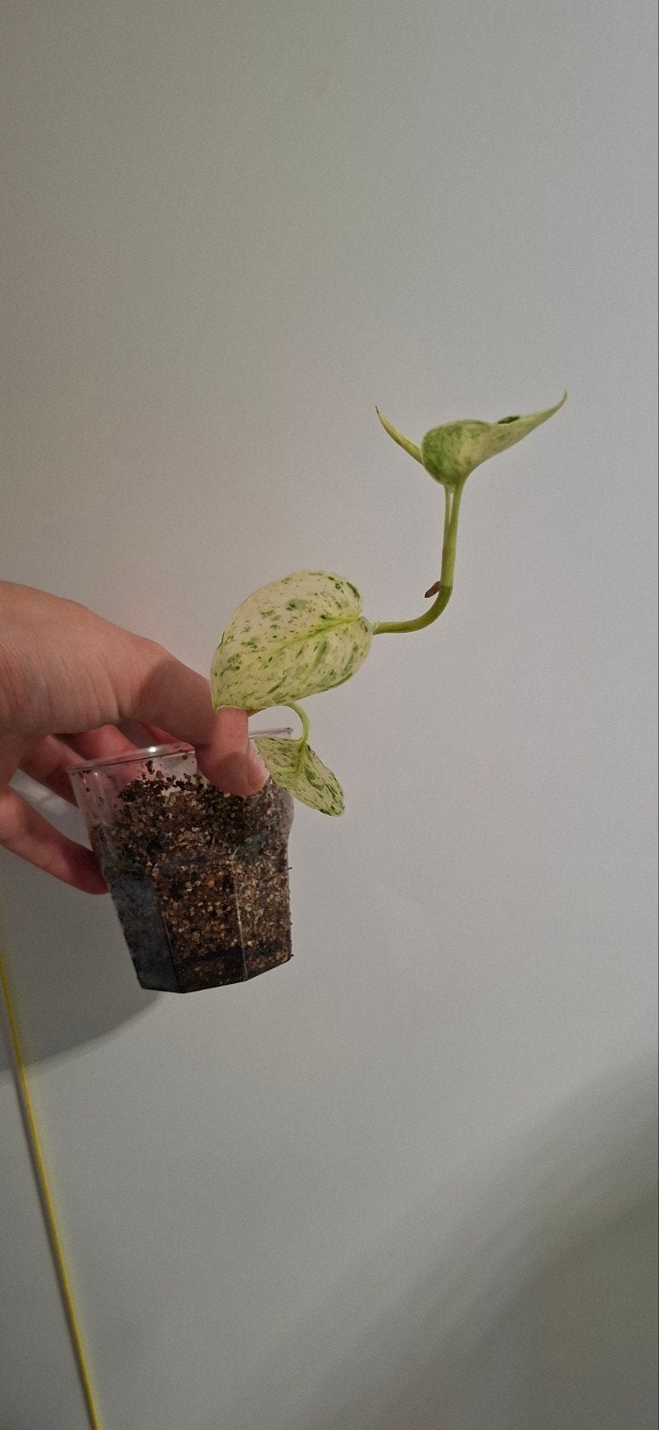 Scindapsus jade satin variegata, Ophalen, Halfschaduw, Minder dan 100 cm