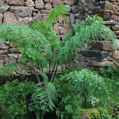 Varenplanten Asplenium bulbiferum, broedvaren, Vaste plant, Varens, Ophalen of Verzenden, Bloeit niet