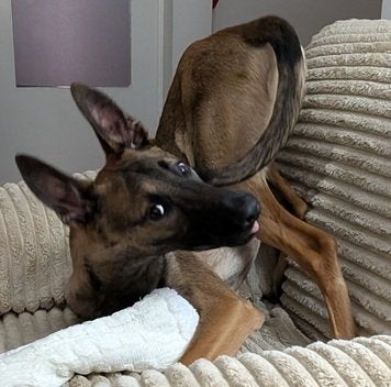 Mechelse Herder, Dieren en Toebehoren, Parvo, 15 weken tot 1 jaar, Reu, Eén hond
