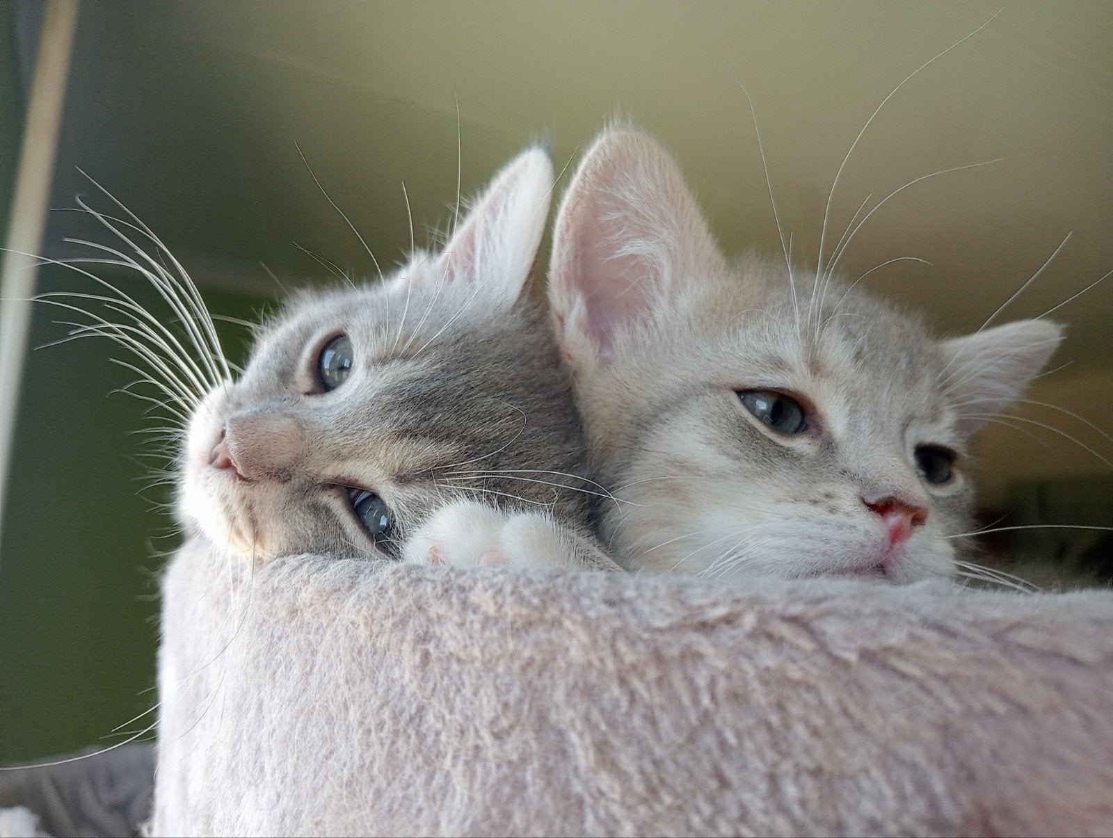 Laatste kitten: Ragdoll/Britse korthaar., Kater