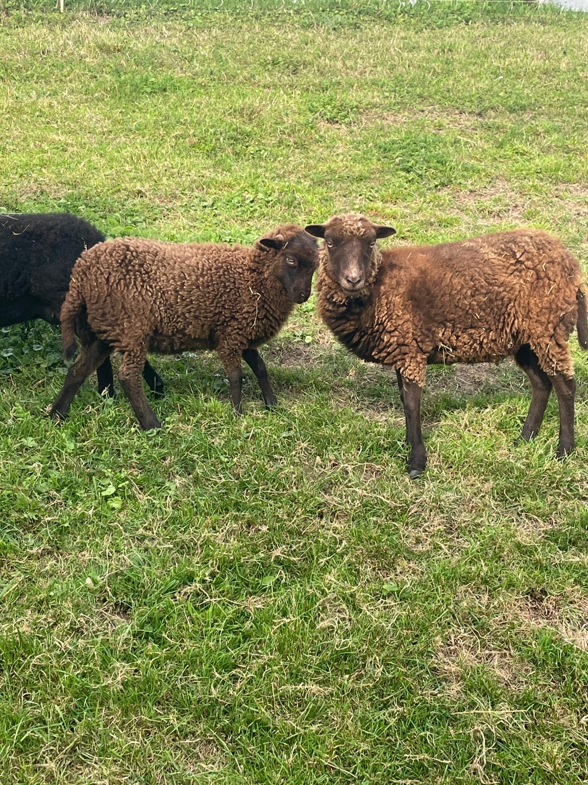 ouessant schaapjes, Dieren en Toebehoren, Vrouwelijk, Schaap