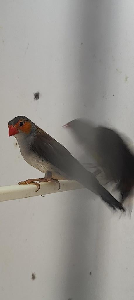 Oranjekop pop 2022, Dieren en Toebehoren, Vogels | Overige Vogels, Vrouwelijk, Tropenvogel, Geringd