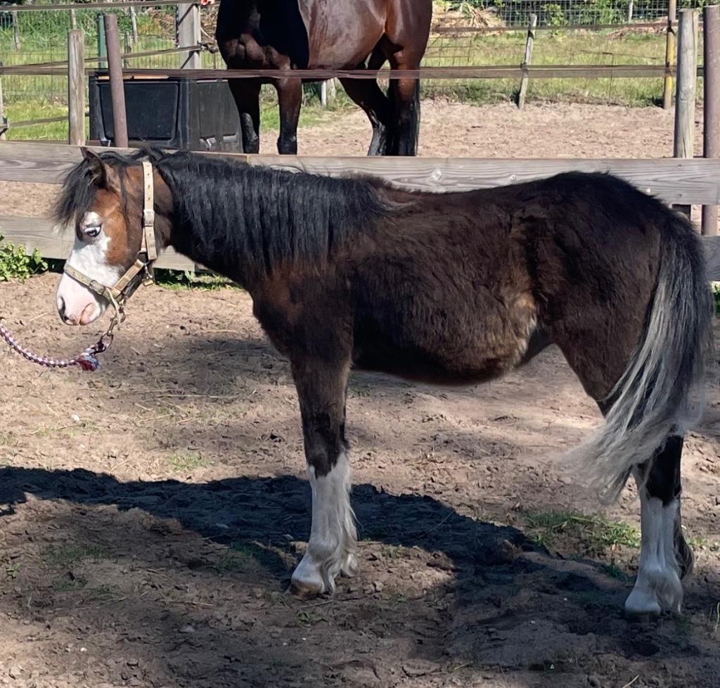 Welsh sectie A jaarling hengst, Dieren en Toebehoren, Pony's, Met stamboom, Niet van toepassing, 0 tot 2 jaar, Hengst
