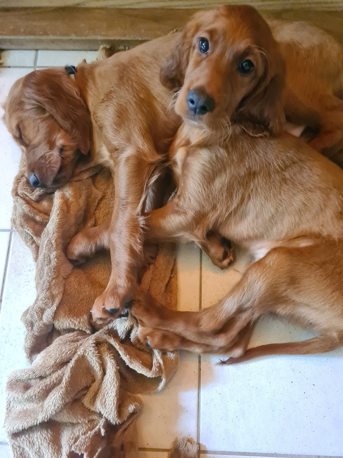 Ierse setterpups: nog 2 reutjes te koop, Dieren en Toebehoren, Honden | Niet-rashonden, 8 tot 15 weken, Meerdere, Meerdere dieren