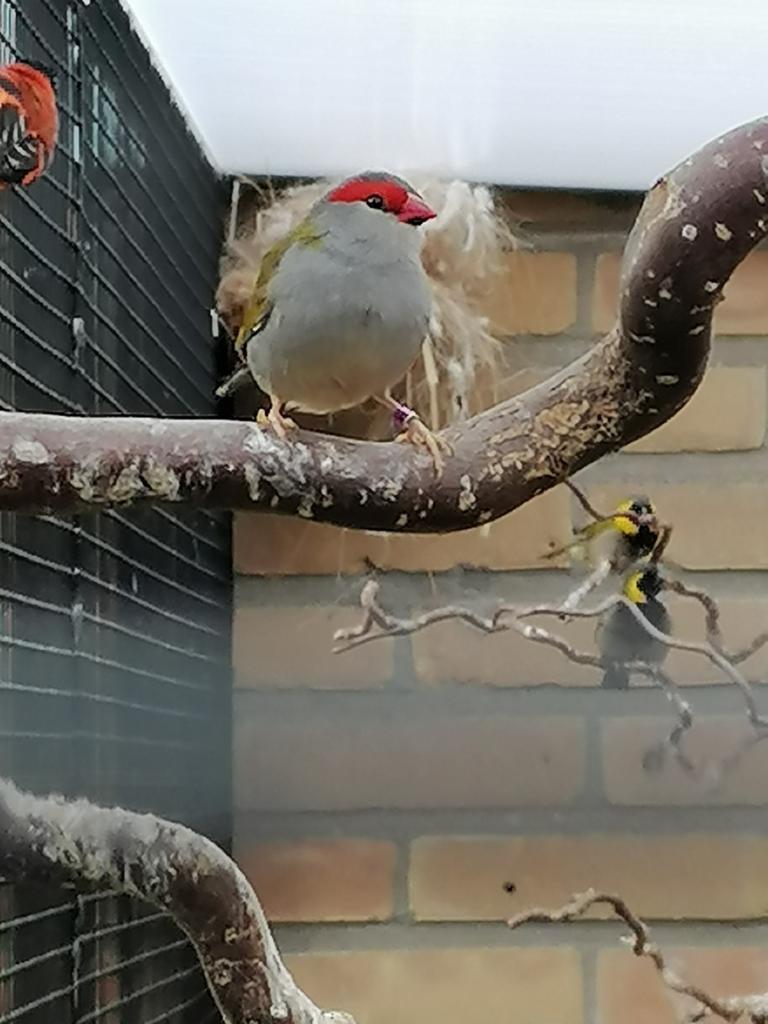 Gevraagd : dornastrilde pop, Dieren en Toebehoren, Vogels | Overige Vogels, Vrouwelijk