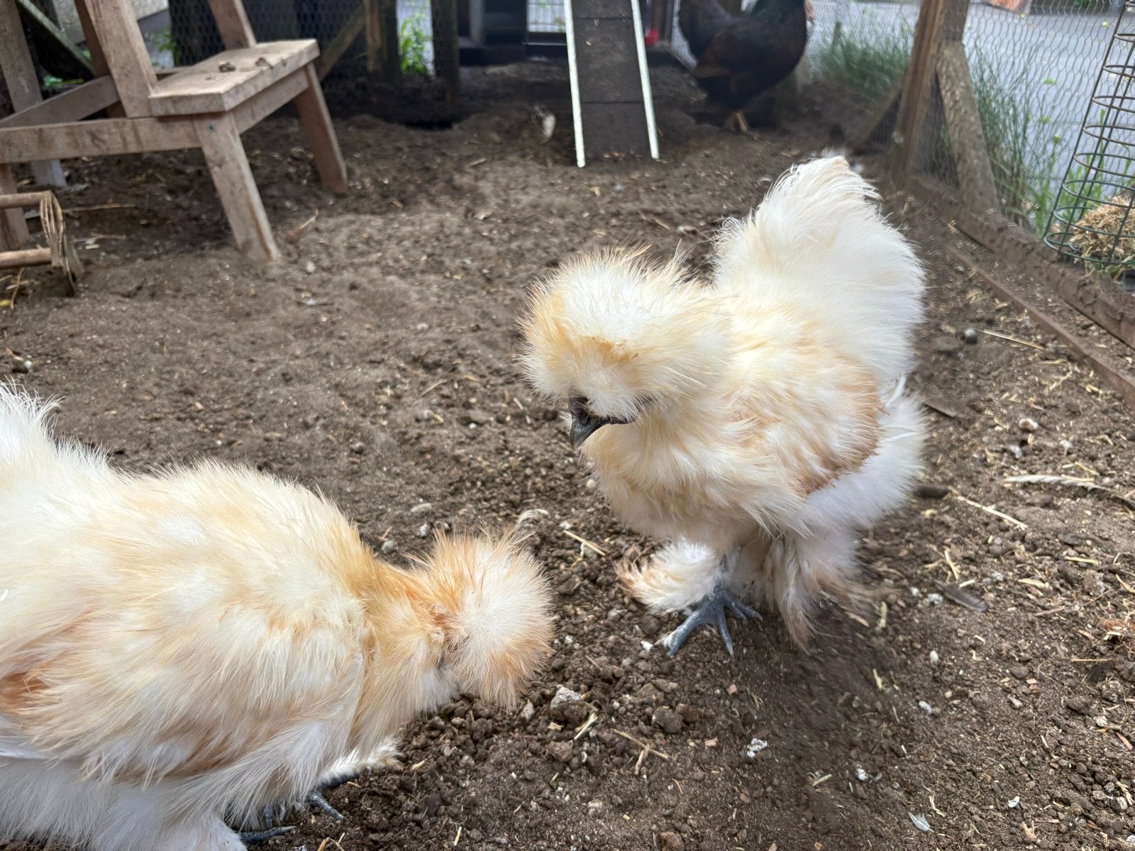 Zijdehoen kriel haantje, gratis, zsm af te halen, Dieren en Toebehoren, Pluimvee, Mannelijk, Kip