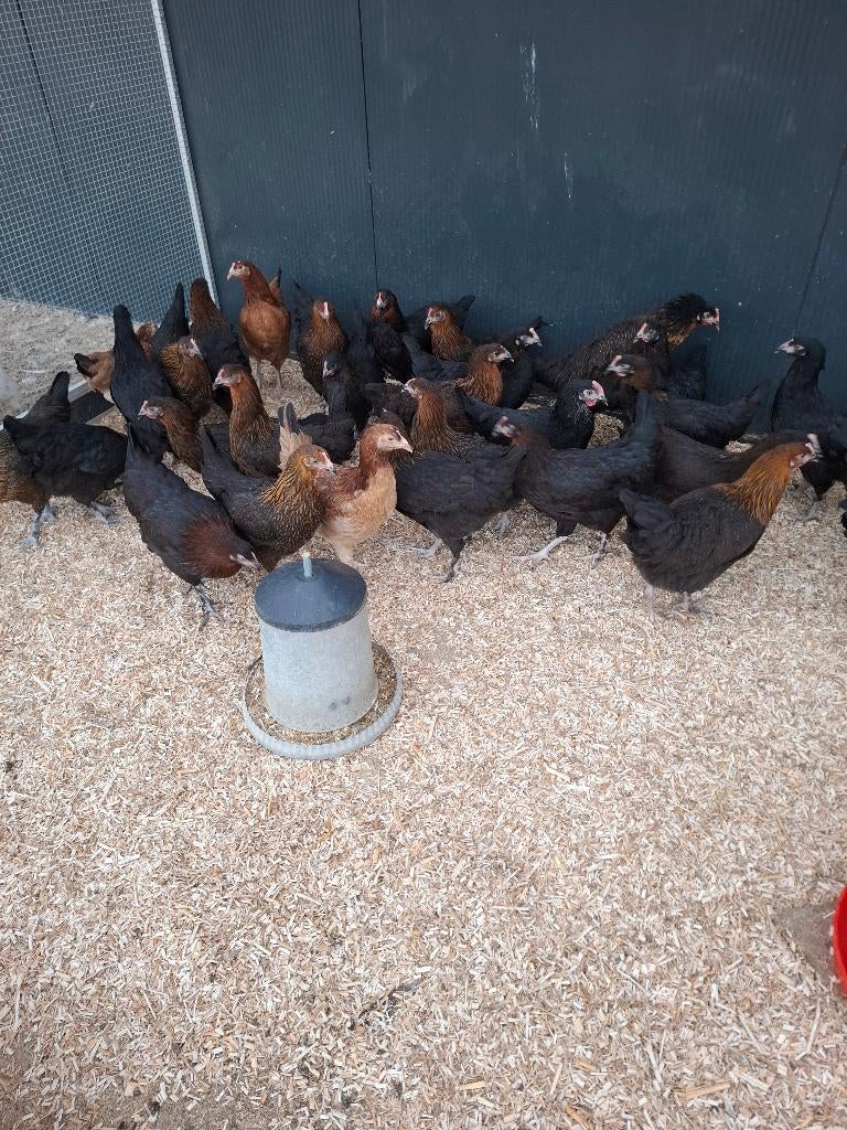 Marans hennen, Dieren en Toebehoren, Vrouwelijk, Kip