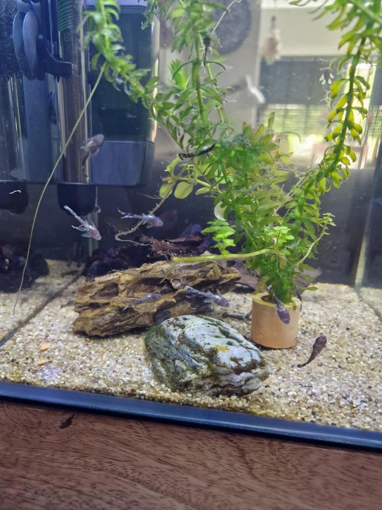 Jonge algeneters, Dieren en Toebehoren, Vissen | Aquariumvissen, Vis