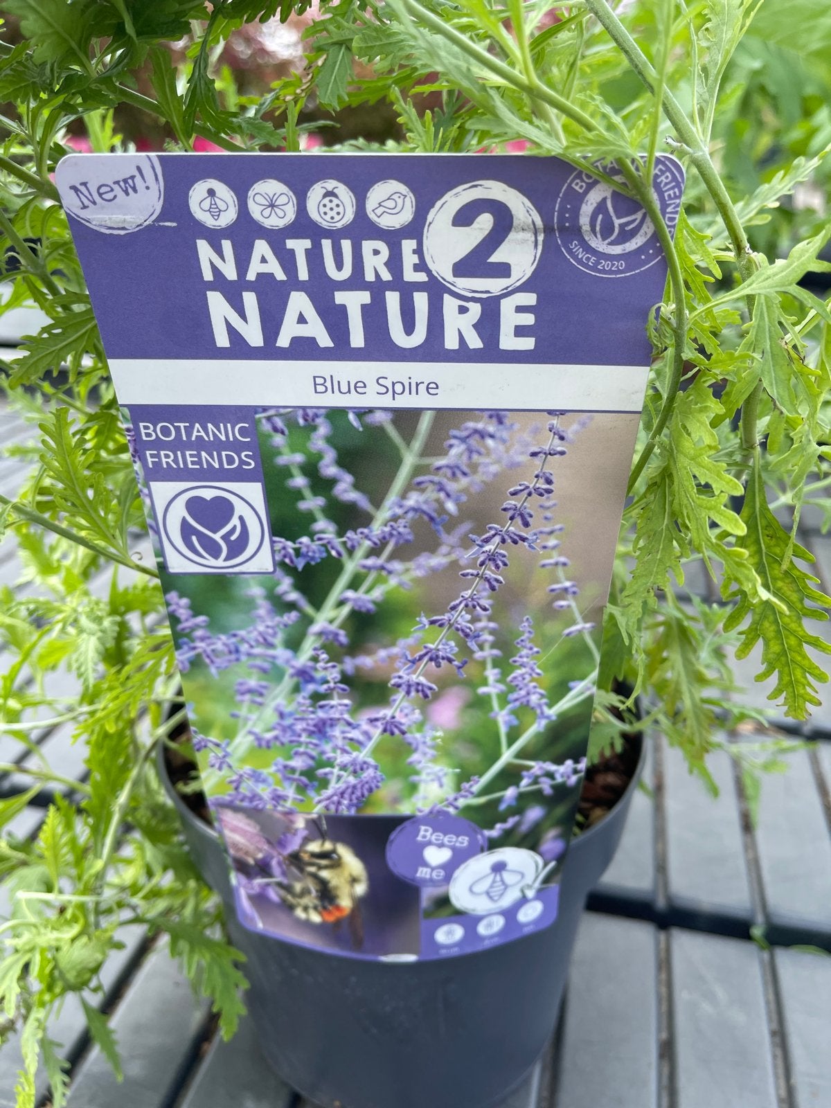 Perovskia 'Blue Spire' - Bijvriendelijke Vaste Plant, Tuin en Terras, Planten | Tuinplanten, Volle zon, Vaste plant, Zomer, Ophalen