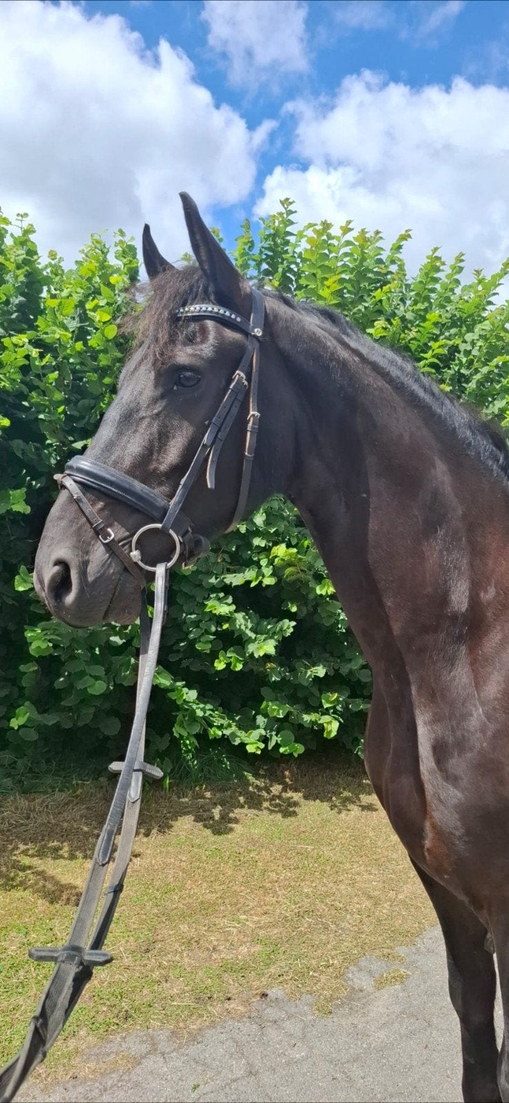 lieve werkwillige mooie zesjarige ruin met 3 goede gangen, Ruin, 3 tot 6 jaar, Met stamboom, B