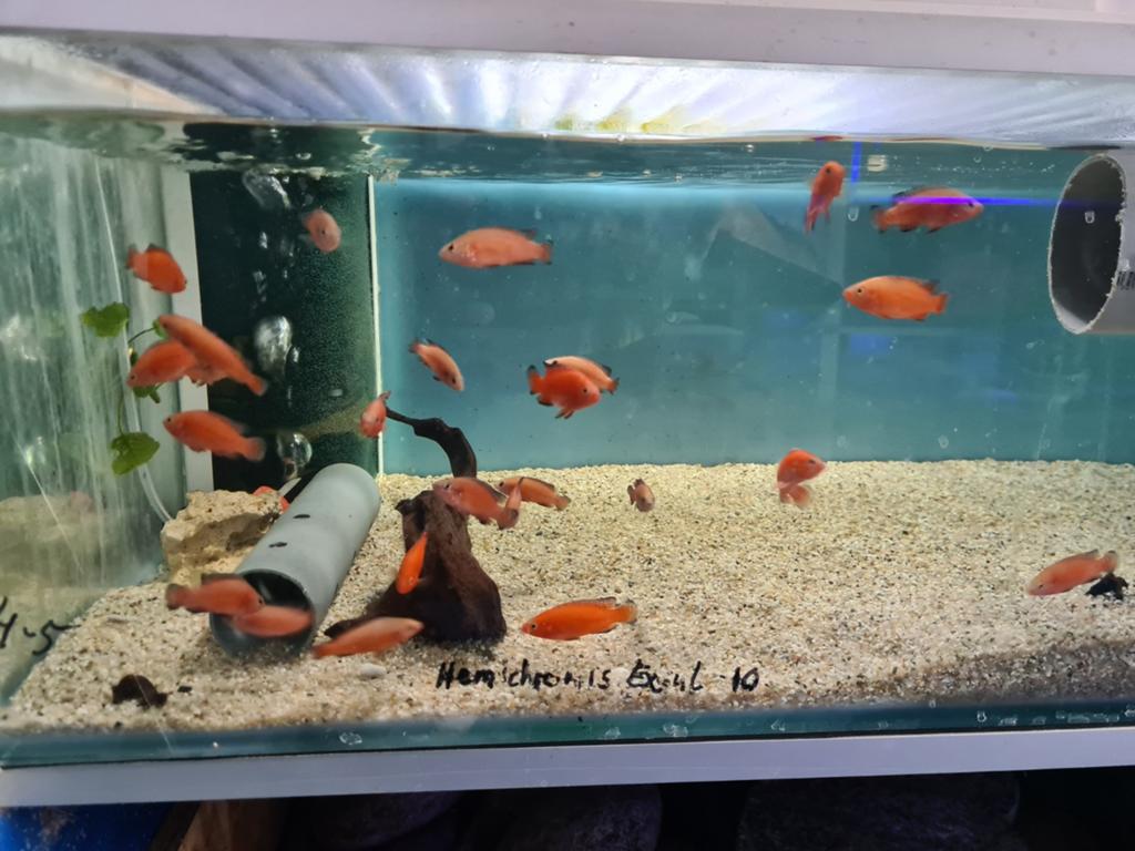 Hemichromis Exsul Cichliden, Dieren en Toebehoren, Vis, Zoetwatervis
