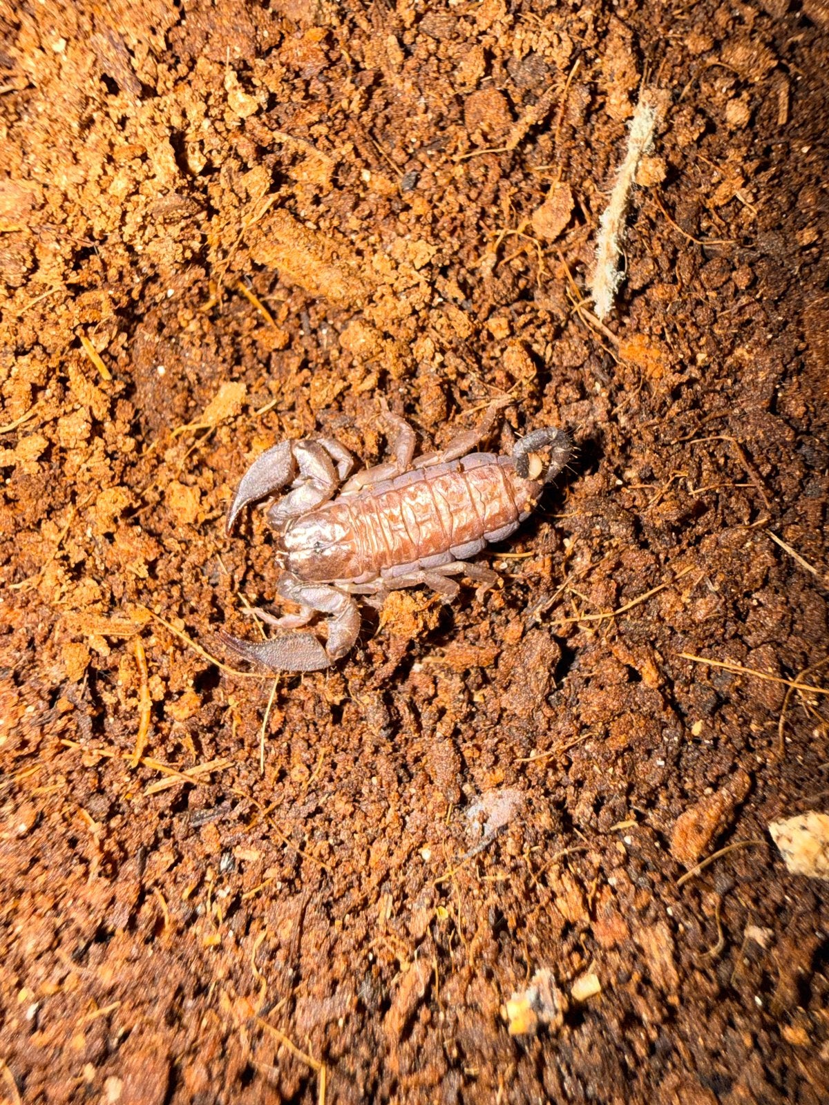 Chaerilius sp “sumatra”, Dieren en Toebehoren, Overige soorten, 0 tot 2 jaar