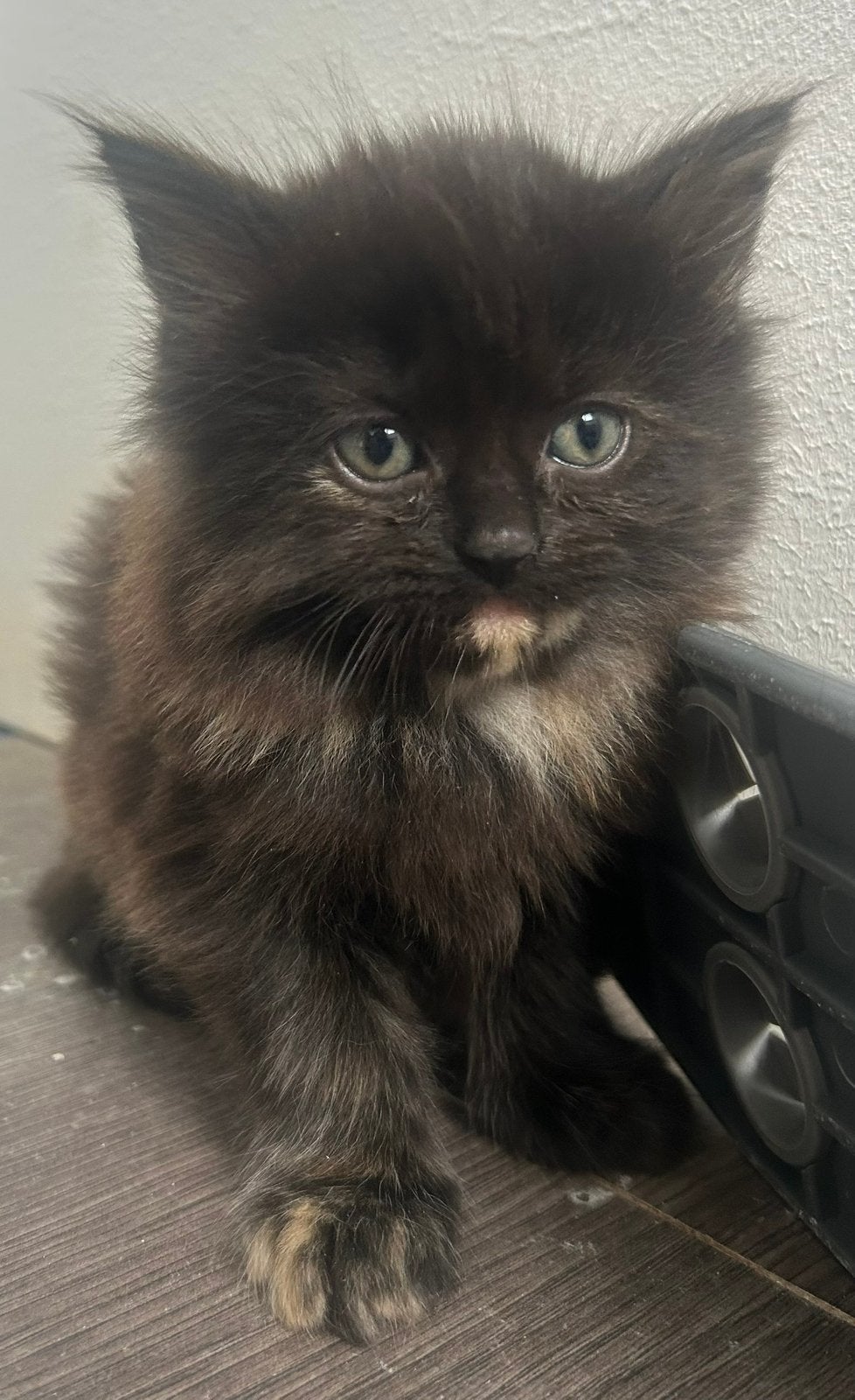 Prachtig nestje noorseboskat/perziche kittens!, Dieren en Toebehoren, Meerdere dieren, Langharig, 0 tot 2 jaar