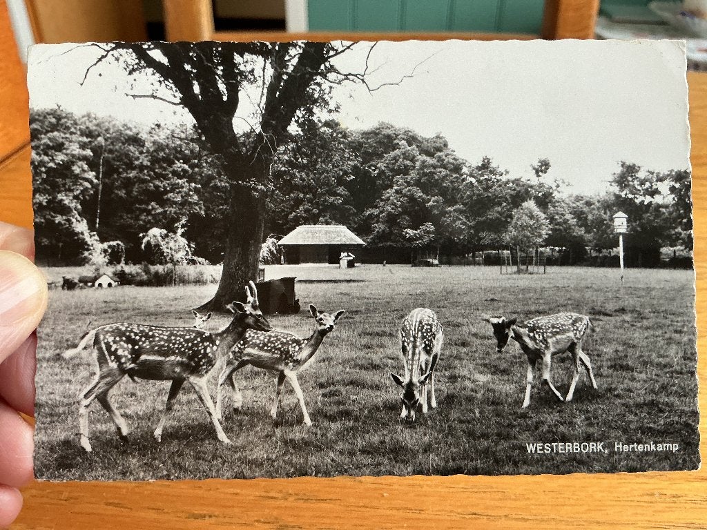 Hertenkamp Westerbork, Verzenden, 1960 tot 1980, Gelopen, Drenthe