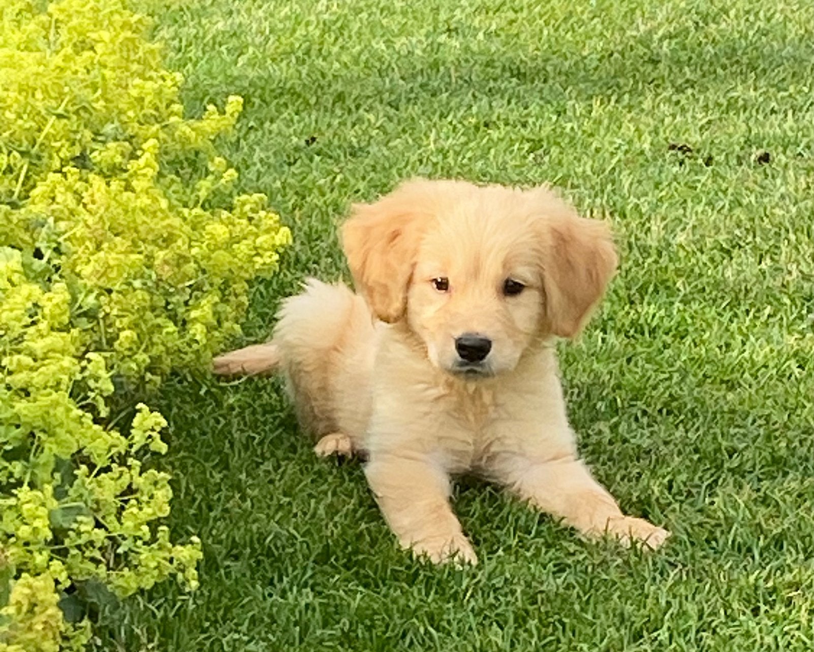 Supermooie GOLDEN RETRIEVER pups