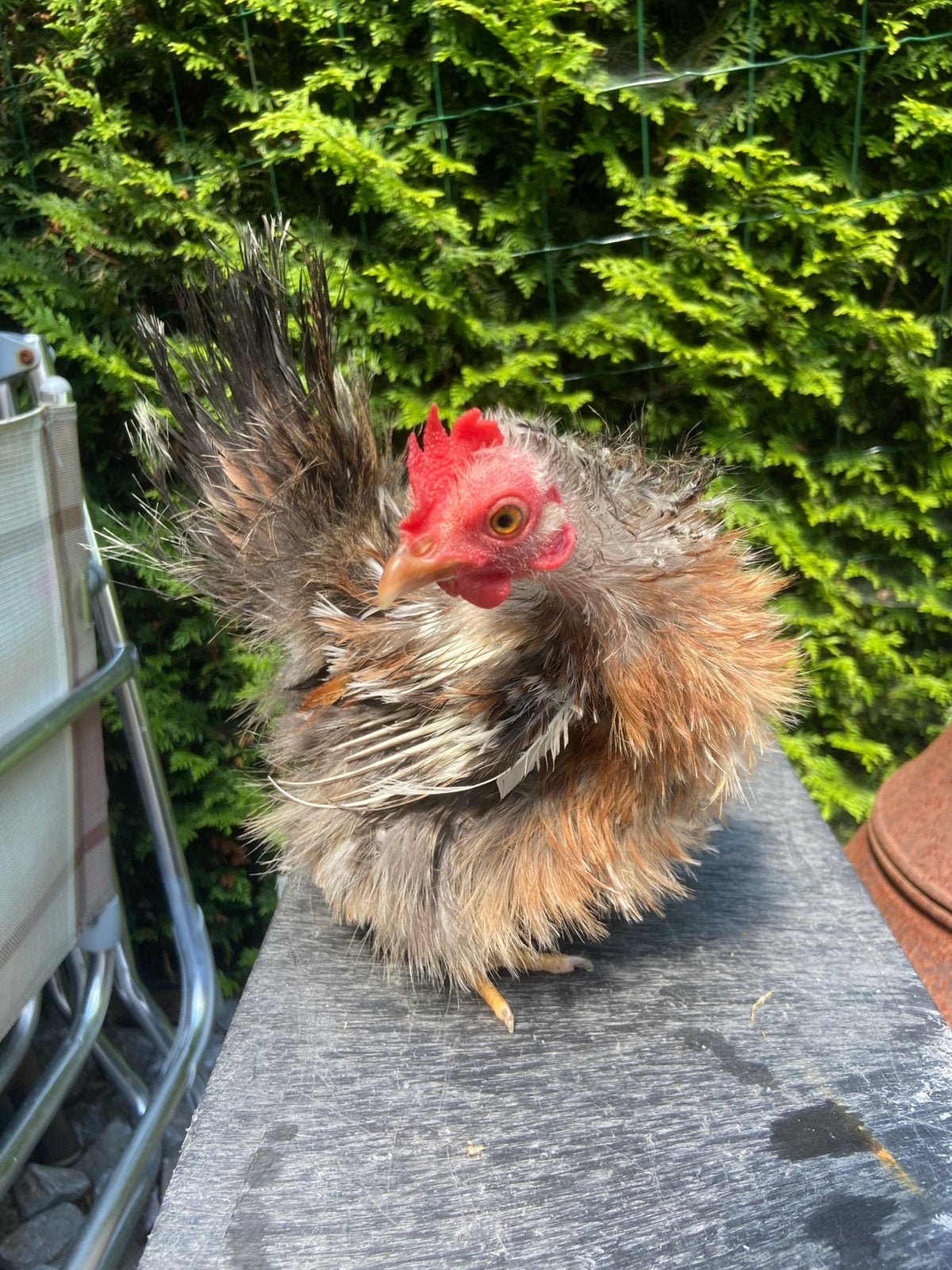 Zijdeveer krul serama hen van circa 1 jaar, Dieren en Toebehoren, Pluimvee, Vrouwelijk, Kip