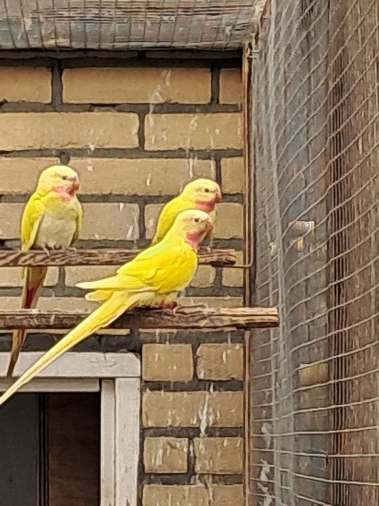 Parkieten, Meerdere dieren, Parkiet, Geringd
