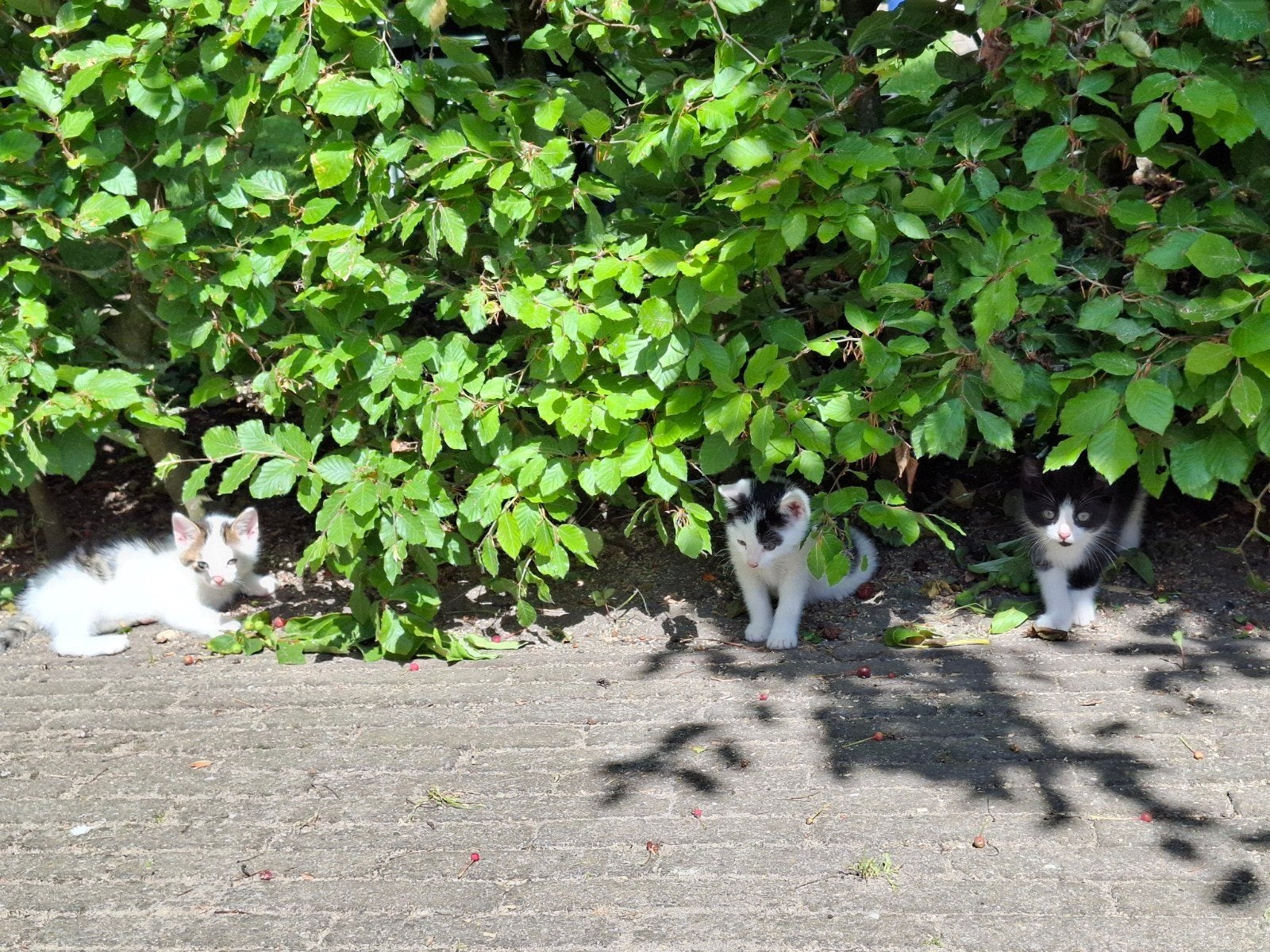 Lieve kittens zoeken een nieuw thuis, Meerdere dieren, Kortharig, 0 tot 2 jaar