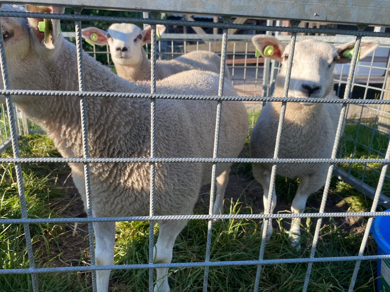 Te koop 3 weidelammeren, Meerdere dieren, Schaap