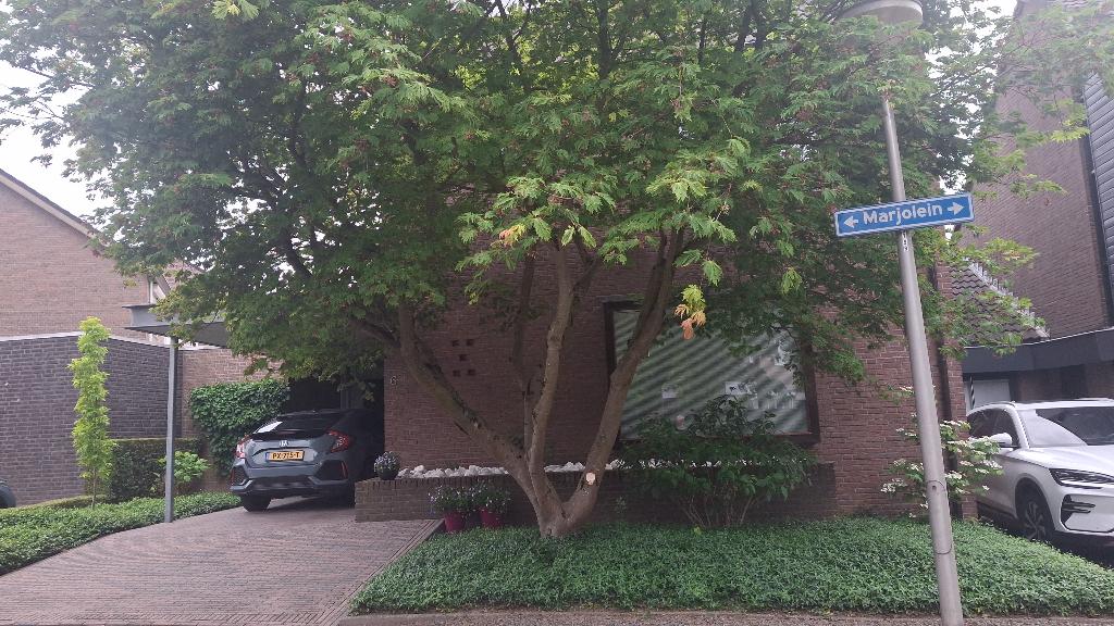 Gratis ophalen  brandhout, Ophalen, Gebruikt