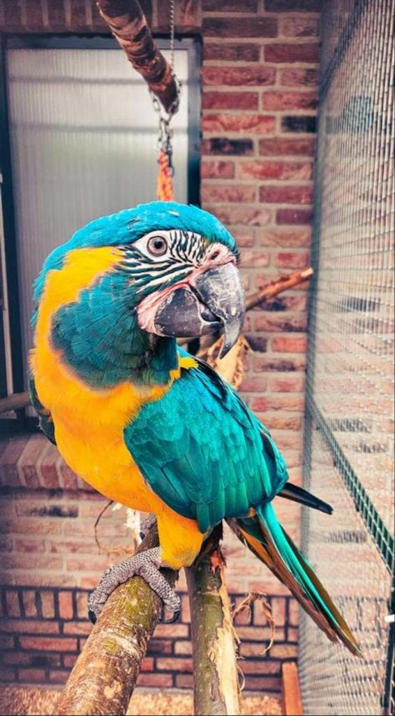 Koppel caninde ara’s, Dieren en Toebehoren, Vogels | Parkieten en Papegaaien, Meerdere dieren, Papegaai, Geringd