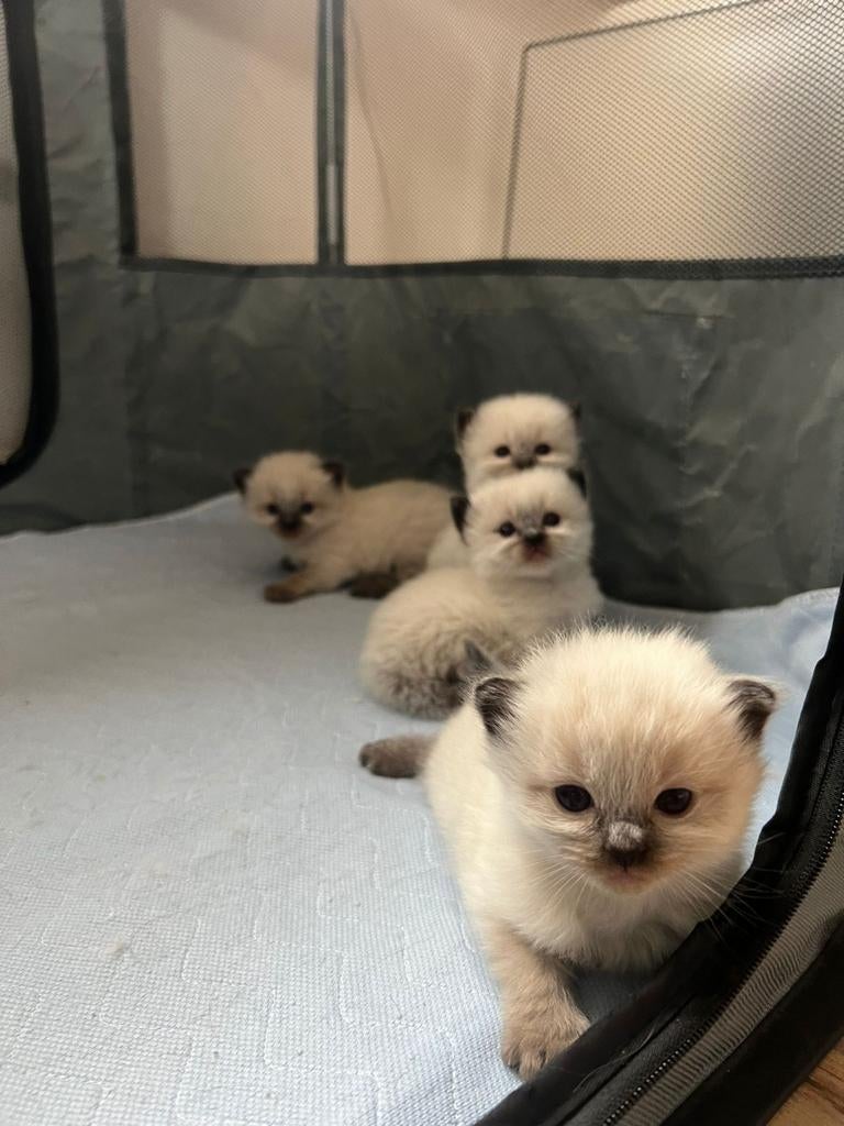 Raggdoll sealpoint kittens., Dieren en Toebehoren, Katten en Kittens | Raskatten | Langhaar, Poes, Gechipt, 0 tot 2 jaar
