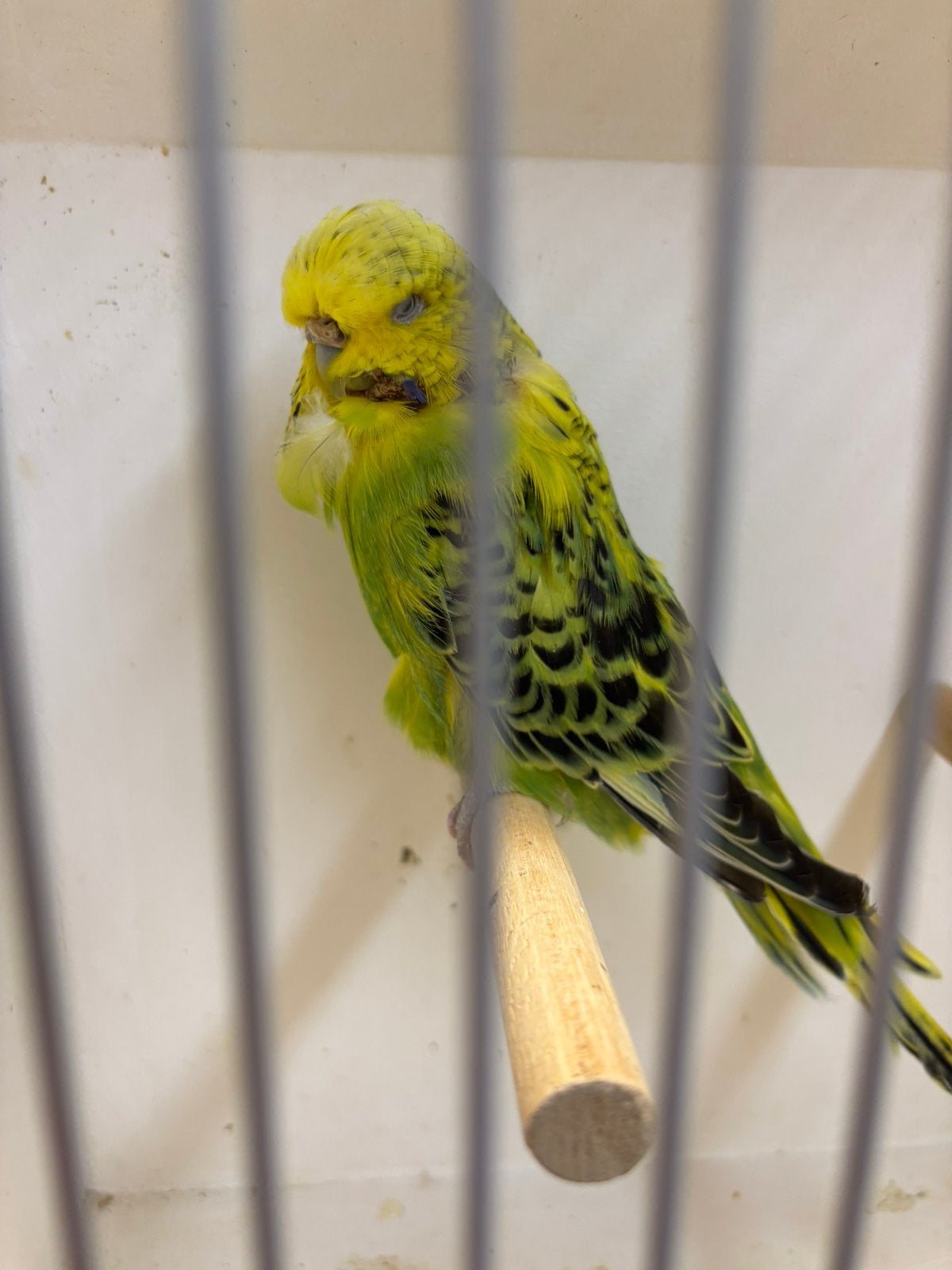 Te koop engelse grasparkieten, Meerdere dieren, Parkiet