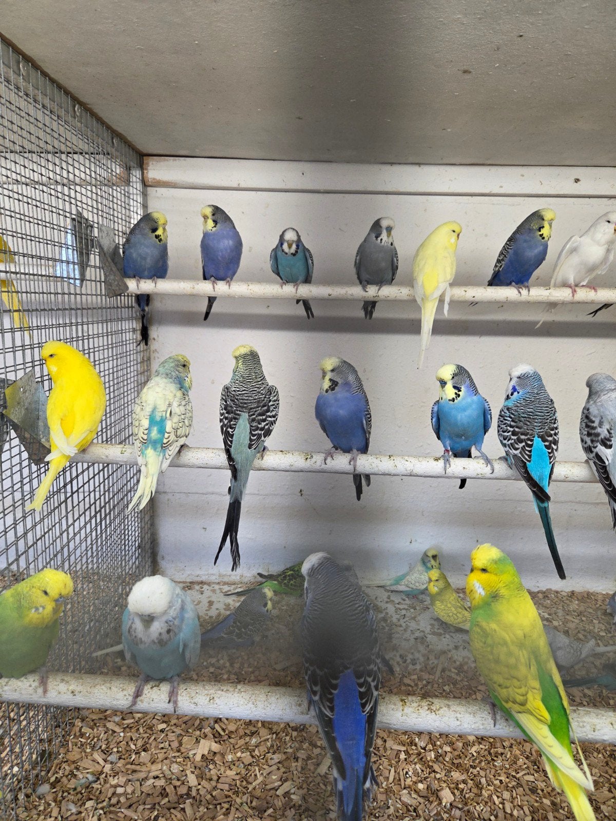 Engelse grasparkieten, Meerdere dieren, Parkiet