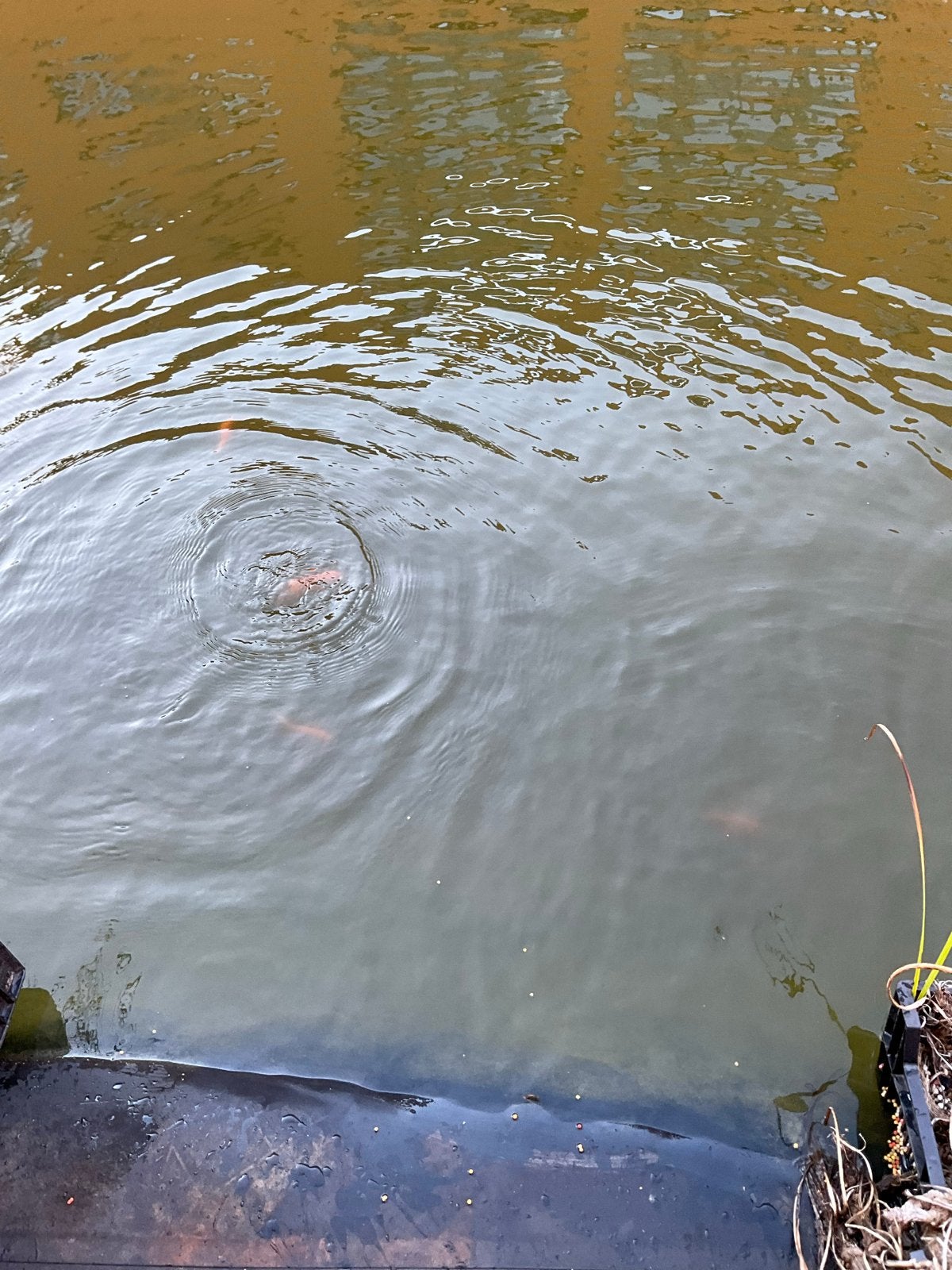 Goud vissen vijver vissen, Dieren en Toebehoren, Goudvis(sen)