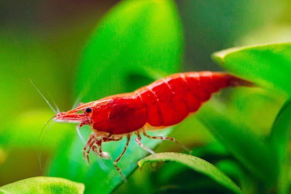 Cherry Shrimps (Neocaridina), Dieren en Toebehoren, Vissen | Aquariumvissen, Kreeft, Krab of Garnaal