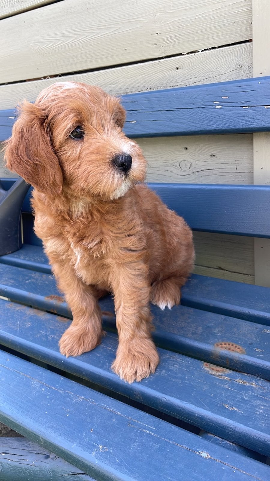 Australian Labradoodle Reu pup - direct beschikbaar, Dieren en Toebehoren, Honden | Niet-rashonden, Reu, 8 tot 15 weken, Eén hond