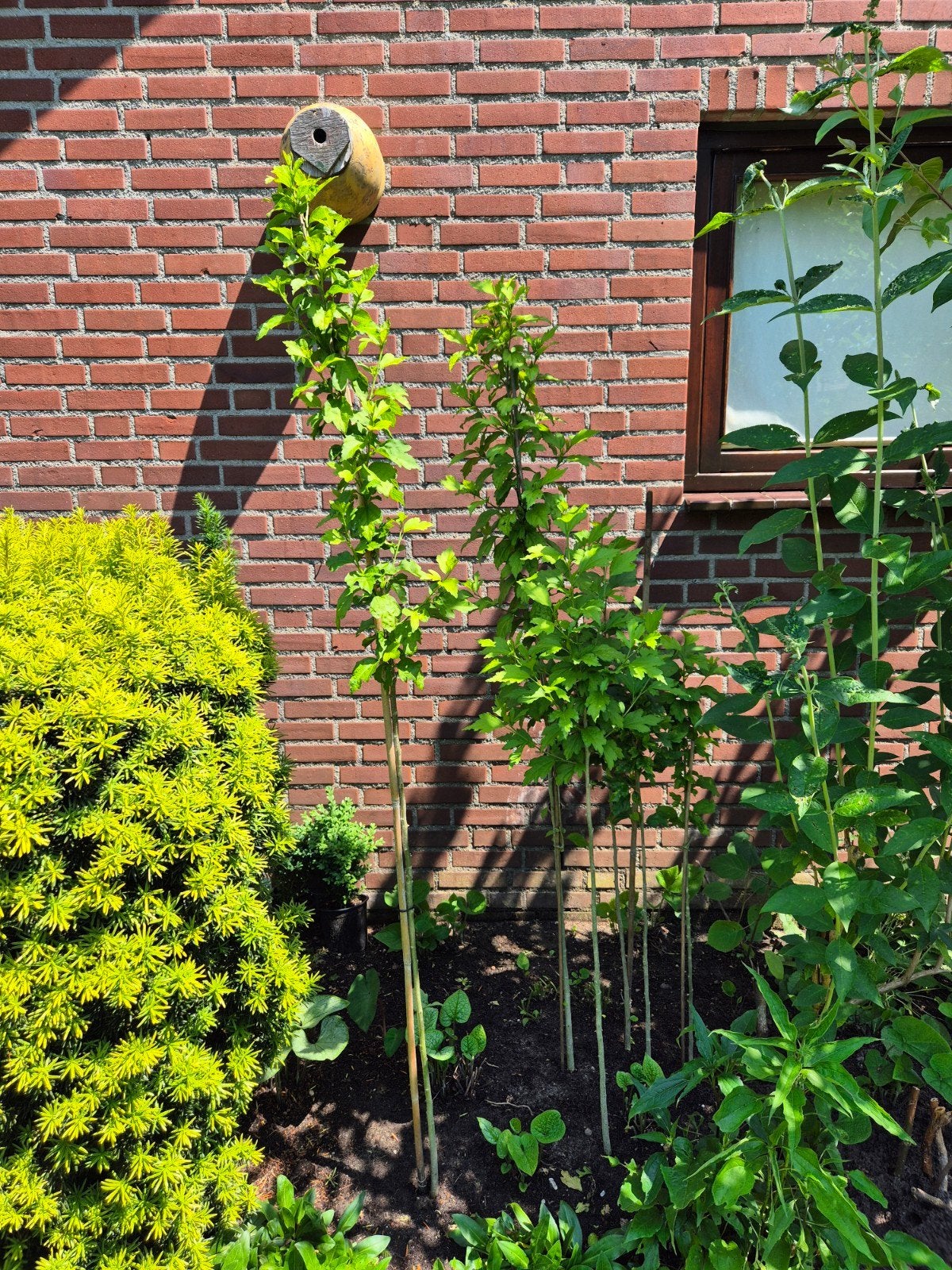 Hibiscus, bloeiende boom, Tuin en Terras, Overige soorten, 100 tot 250 cm, Zomer, Ophalen