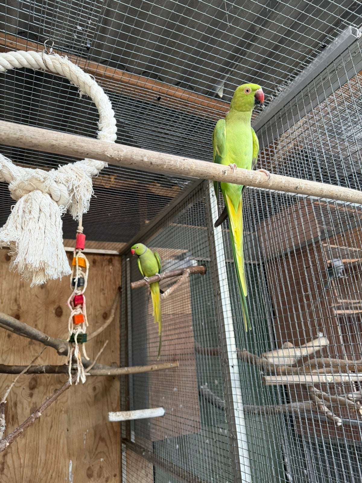 Bewezen broedkoppel halsband parkieten, Dieren en Toebehoren, Meerdere dieren, Parkiet